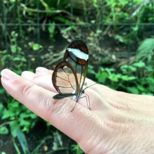 stratford-butterfly-farm-cotswolds-concierge-26