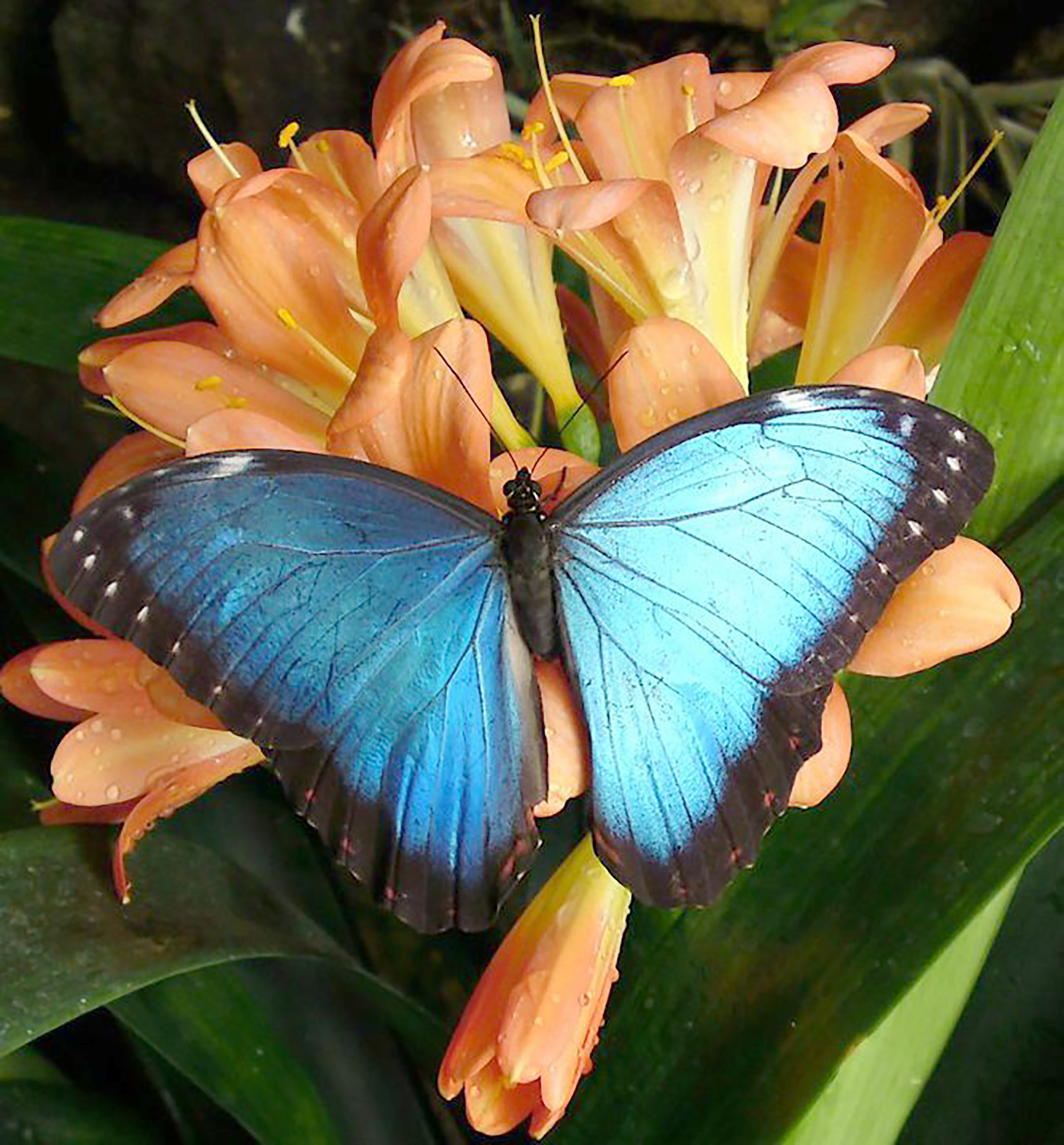 stratford-butterfly-farm-cotswolds-concierge-29